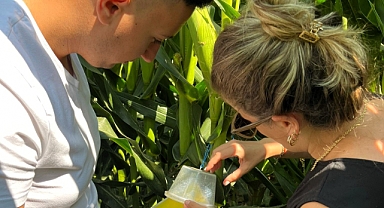 Lüleburgaz'da Batı Mısır Kök Kurduyla Mücadele