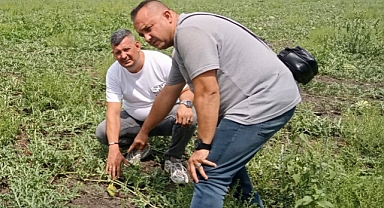 Lüleburgaz'da Karpuz Hastalığıyla Mücadele Ediliyor
