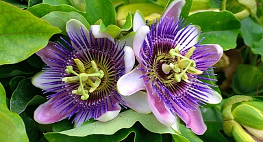 Passiflora Nedir? Faydaları Nelerdir?