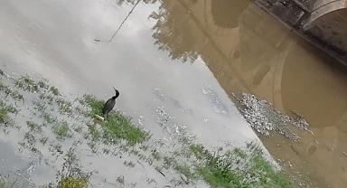 ŞEYTAN DERE'NİN SESSİZ GÜZELLİĞİ