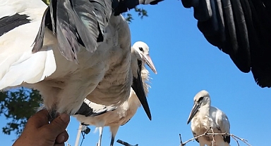 SÜLEYMANPAŞA BELEDİYESİNDEN YUVADAN DÜŞEN YAVRU LEYLEĞE YARDIM ELİ