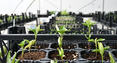 Sürdürülebilir Tarım ve Yerel Tohumculuk 