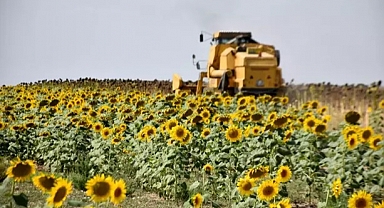 Yağlık ayçiçeği üretiminde birinci sıradaki Edirne'de, 140 dekara çerezlik ayçiçeği ekildi