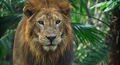 YILDIZLARIN İHTİŞAMI 