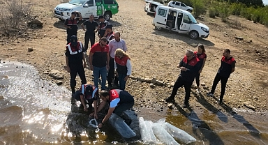 205 bin Sazan Yavrusu 17 Baraj ve Gölete Bırakıldı