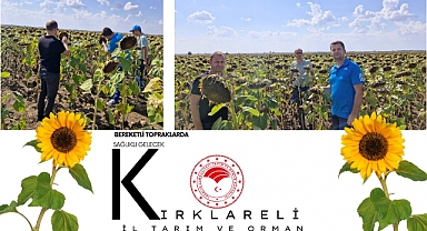 Ayçiçek Verim Çalışmaları Tamamlandı