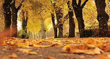 Ormanda Yürüyüş Yapmanın Sağlık ve Zihin Üzerindeki Faydaları