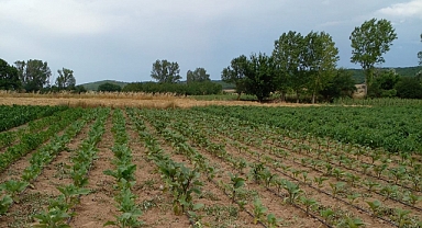 Karamesutlu Köyünde Çiftçilerin Yüzünü Güldüren Damla Sulama Sistemi