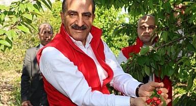 Kiraz ihracatı 209 milyon dolara ulaştı