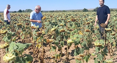 Kırklareli'de Yerli Hibrit Ayçiçeği Üretimi Artıyor