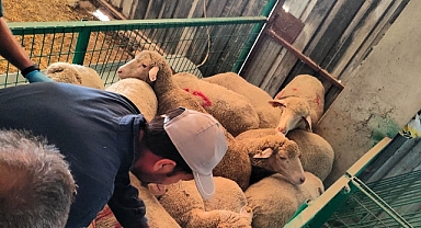 Kırklareli İl Tarım ve Orman Müdürlüğü, Kaçak Hayvan Operasyonu Gerçekleştirdi