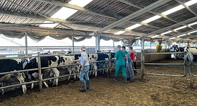 Ovacık Köyü'nde Arilik Çalışmaları Başladı