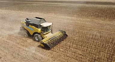 Prof. Dr. Orta: Sıcak kavurdu, biçilmeden tarlada bırakılabilecek düzeyde ayçiçekleri var