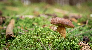 Saray Bolet Mantarı: Tekirdağ'ın Doğal Hazinesi