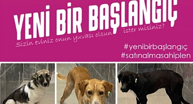 Sevimli Dostlarımız Yeni Bir Başlangıç İçin Sizi Bekliyor!