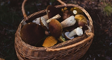 Sonbahar Mevsimiyle Birlikte Mantar Toplama Zamanı Geldi