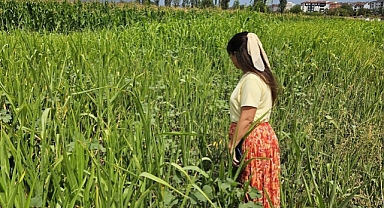 Sorgum ve Sudan Otu Tarımında Kapsamlı Kontrol