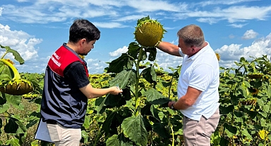 Vize'de Yerli Hibrit Ayçiçek Deneme Alanları Kontrol Ediliyor