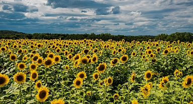 Yağlık Ayçiçeği ve Mazot-Gübre Desteği Yükseltildi