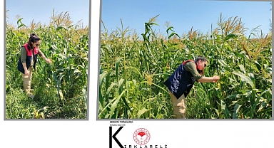 Yerli ve Milli Şeker Mısırı Hasadı Başladı