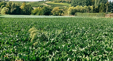 2024 Yılı Şeker Pancarı Alım Fiyatı Açıklandı: Yüzde 28.03 Artış