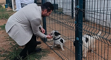 Babaeski'de Sokak Hayvanları İçin Yeni Adımlar