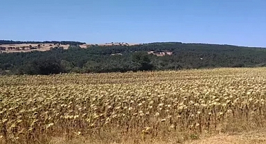 Edirne’de RES projesinin ÇED süreci sonlandırıldı