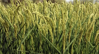 Edirne'de üç yeni çeltik çeşidi tanıtılıp, hasat edildi