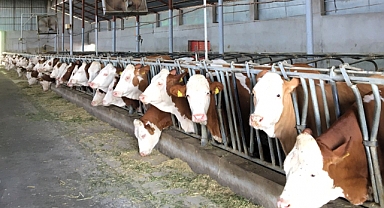 Hayvancılık İşletmesinde Aşı ve Kontrol Uygulamaları Yapıldı