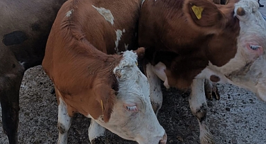 Kaçak Hayvan Hareketi Tespit Edildi