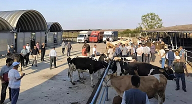 Keşan'da çiçek ve şarbon hastalığı nedeniyle hayvanların meraya çıkartılması yasaklandı