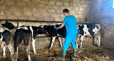 Kırklareli'nde Sonbahar Şap Aşılama Programı Başladı