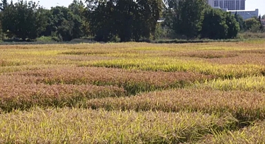 Kuraklığın etkilediği Edirne'de çeltikte 'verim kaybı' endişesi