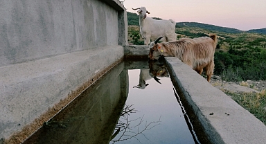Kuzu ve Oğlak Desteklemeleri Başladı!