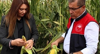 Pehlivanköy’de Yerli ve Milli Silajlık Mısır Çeşitlerinin Tanıtıldığı Hasat Etkinliği Düzenlendi