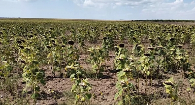 Prof. Dr. Kaya: Ayçiçeği ekimini erkene çekmeli, çiftçi ezberin dışına çıkmalı