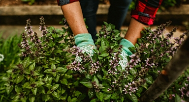 Sonbaharda Bitki Bakımı: Bilmeniz Gerekenler!