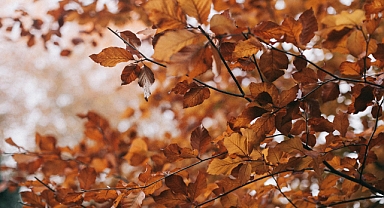Sonbaharda Yapraklar Neden Dökülür? İşte Bilimsel Sebepleri