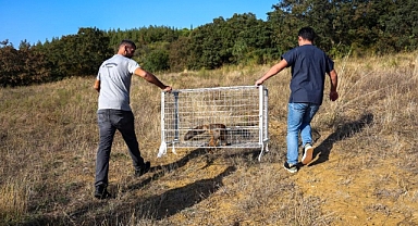BÜYÜKŞEHİR'DEN YABAN HAYATINA ŞEFKATLİ DOKUNUŞ: TEDAVİSİ TAMAMLANAN TİLKİ DOĞAYA SALINDI