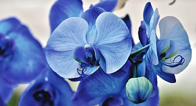 Kışın Orkide Bakımı: Kadınlar İçin Zarif Bir Uğraş