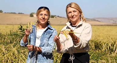 Kız kardeşler işlerini bırakıp 176 dönümlük alanda çeltik üretiyor