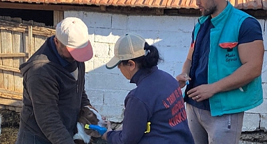 Küpeleme ve Aşılama Çalışmaları Başladı