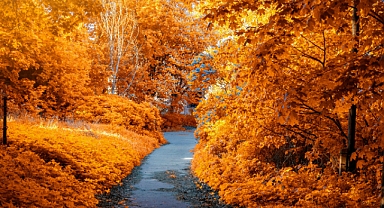 Sonbahar Mevsimi ve Polen Alerjisi: Dikkat Edilmesi Gerekenler