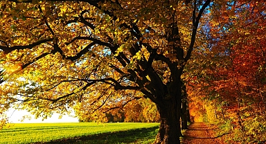Sonbahar Mevsiminde Organik Tarım: Verimli ve Sağlıklı Ürünler İçin İpuçları