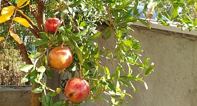 Sonbahar Mevsiminin Vazgeçilmezi: Narın Faydaları