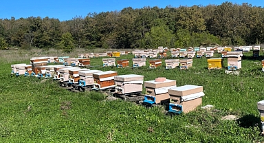 Trakya Arısı Koruma Çalışmaları Devam Ediyor