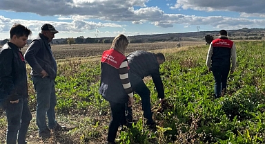 Vize'de Şeker Pancarı Hasadı Başladı