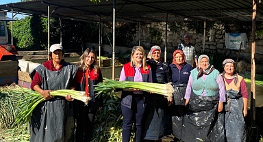 Vize İlçesi'nde Pırasa Hasadı Devam Ediyor