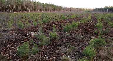 Kasım Ayında Dikilen Fidanlar Yaz Aylarına Daha Güçlü Hazırlanıyor