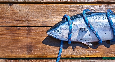Kasım Ayında Hangi Balıklar Yenmeli? İşte Balıkseverler İçin En Taze Seçimler!